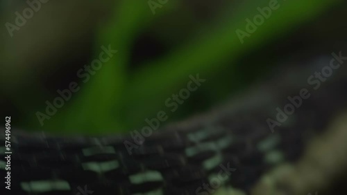 Slow Motion Macro POV footage of a snake on the attack, the camera moves around catching glimpses of it's predator until it comes into view and strikes.