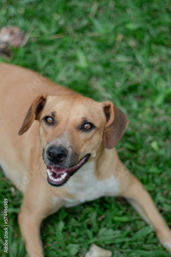 Foreground of a light brown dog with an open mouth, on a cloudy day with natural light