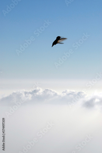 Hummingbird above the clouds