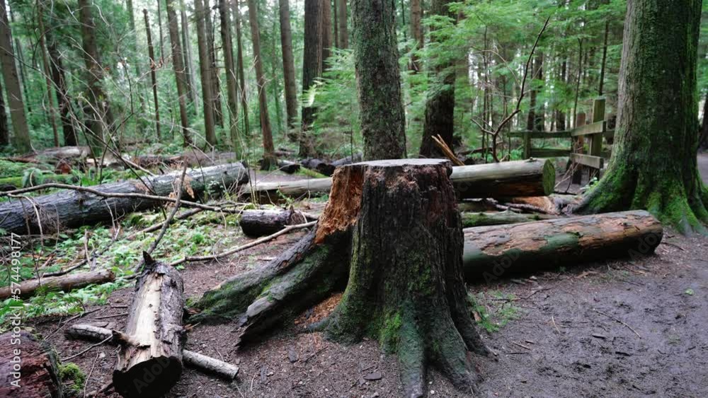 Pacific Northwest, Pacific Spirit Regional Park in Vancouver, British Columbia (BC)
tree cut down, cutting trees Pacific Northwest, Pacific Spirit Regional Park in Vancouver, British Columbia (BC)
tree cut down, cutting trees