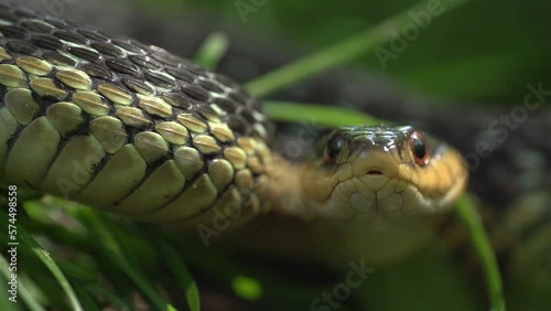 Super Slow Motion Macro footage of a snakes head defensively coiled in some grass, tasting the air with it's forked tongue. 