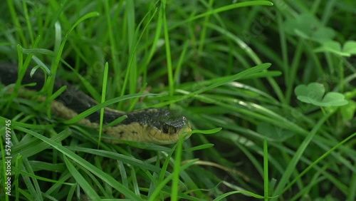 Footage of a snake, sitting in some long grass