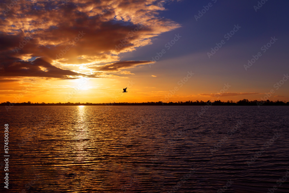 sunset over the lake with flying bird