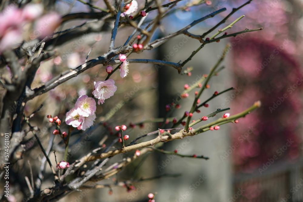 Plum tree blossoms in spring. Close-up plum blossom. Focus on flowers. Japan early plum blossom and cherry blossom March 2023 Plum tree blossoms in spring. Close-up plum blossom. Focus on flowers. Japan early plum blossom and cherry blossom March 2023