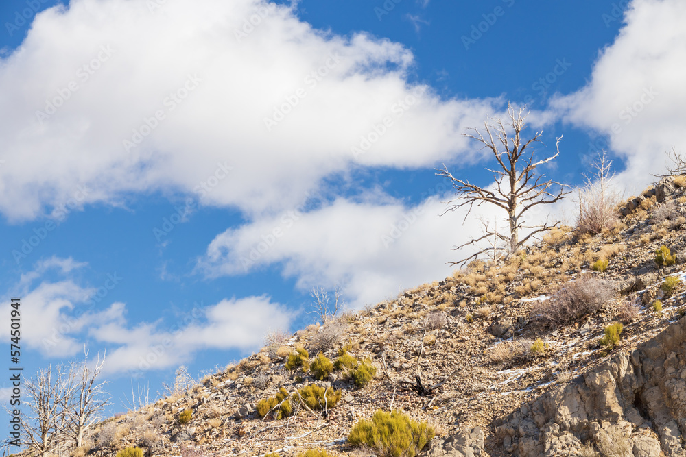 Barren trees on a hillside with blue sky and white clouds background Barren trees on a hillside with blue sky and white clouds background