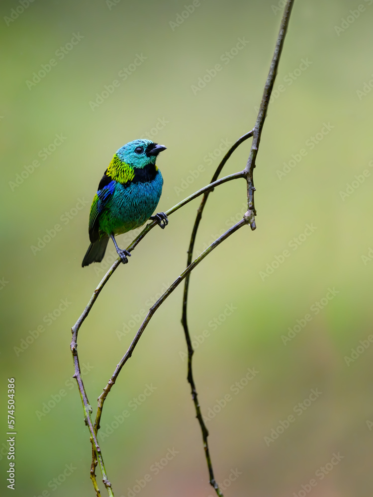 Green-headed Tanager on mossy branch against green yellow background Green-headed Tanager on mossy branch against green yellow background