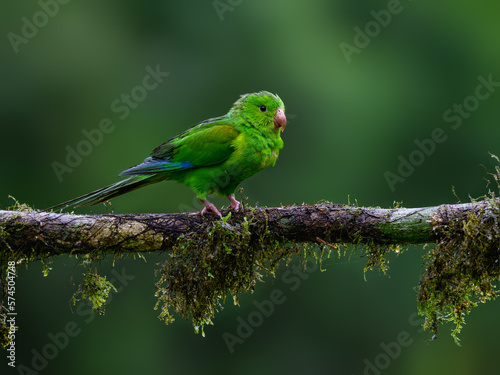 Plain Parakeet portrait on mossy stick and rainy day against dark green background