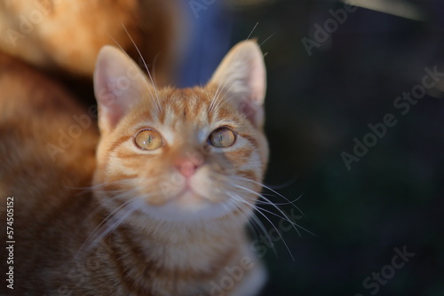 Wallpaper Mural 睦月島の猫 Torontodigital.ca