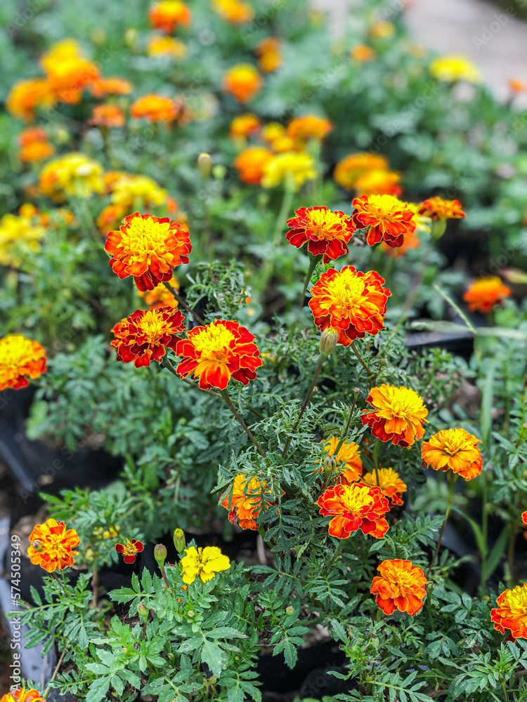 Beautiful Flowers of Indonesia, the peace of mind. Beautiful Flowers of Indonesia, the peace of mind.