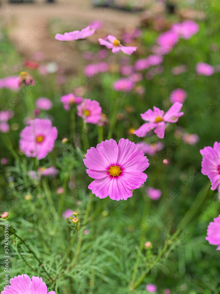 Beautiful Flowers of Indonesia, the peace of mind. Beautiful Flowers of Indonesia, the peace of mind.