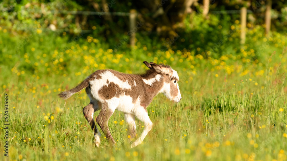 Obraz premium New lige in new spring