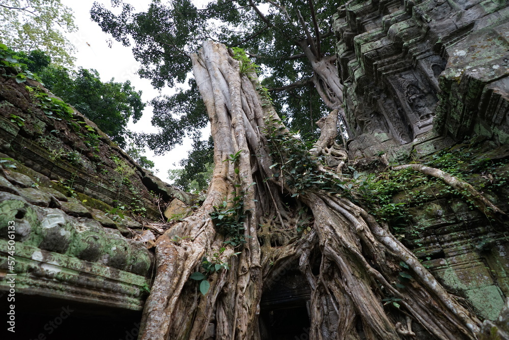 Fig, banyan and kapok trees in Ta Prohm temple.