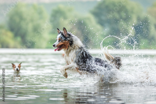 The dog runs on the water. Marbled Australian Shepherd on the lake