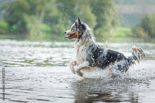 The dog runs on the water. Marbled Australian Shepherd on the lake