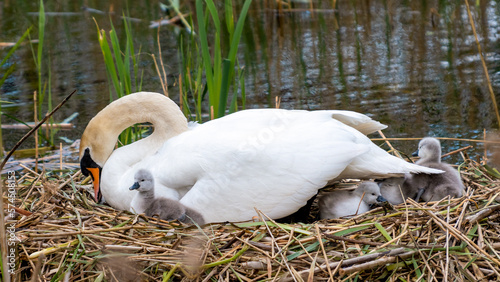 Baby swans under mom's protection