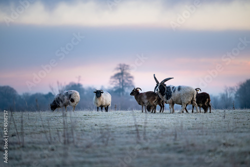 Sheep in early spring frost © Lingde