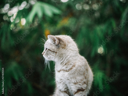 Photography cute gray cat in forest