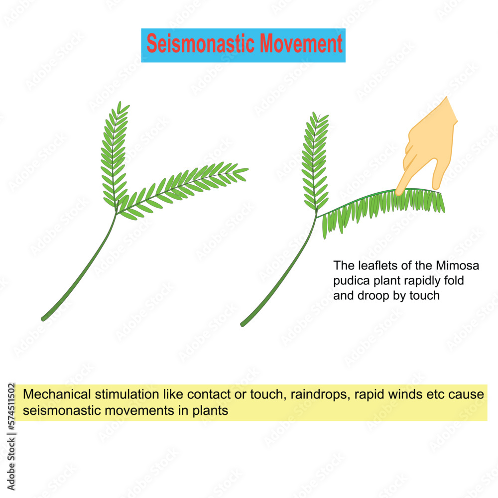Seismonastic movement in plants, mechanical stimulations like contact