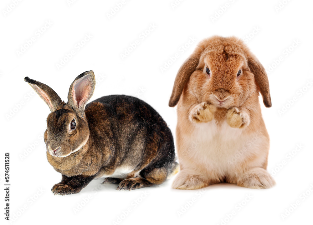 Obraz premium rabbit isolated on a white background