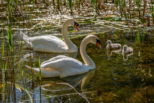Baby swans with parents