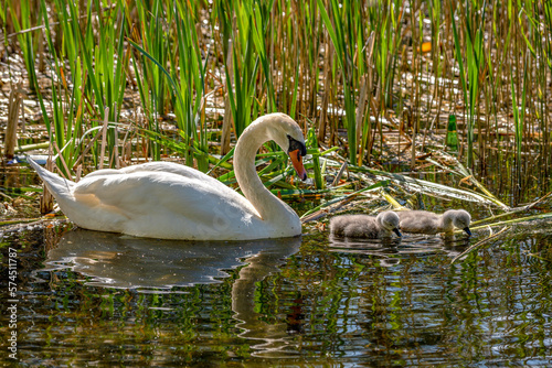 Baby swans with parents