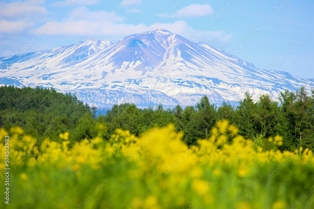 Fototapeta premium 春の雪山と菜の花 