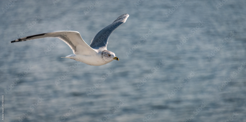 Ring-billed Gull flying with wings wide open on Saint Lawrence river, Thousand Islands. Canada.
