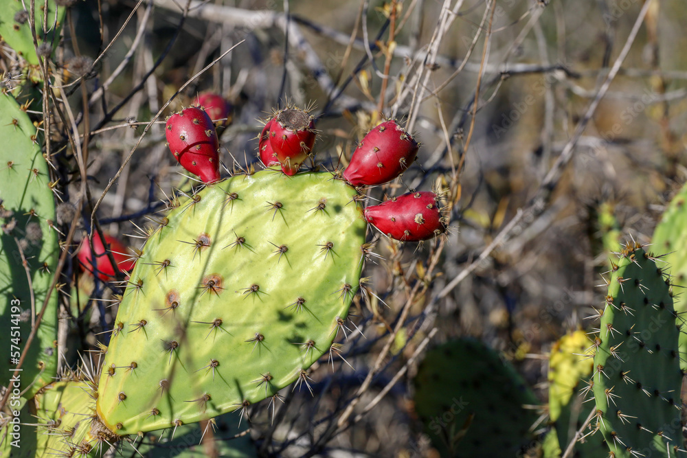 A cactus pad with bright red prickly pears. A cactus pad with bright red prickly pears.