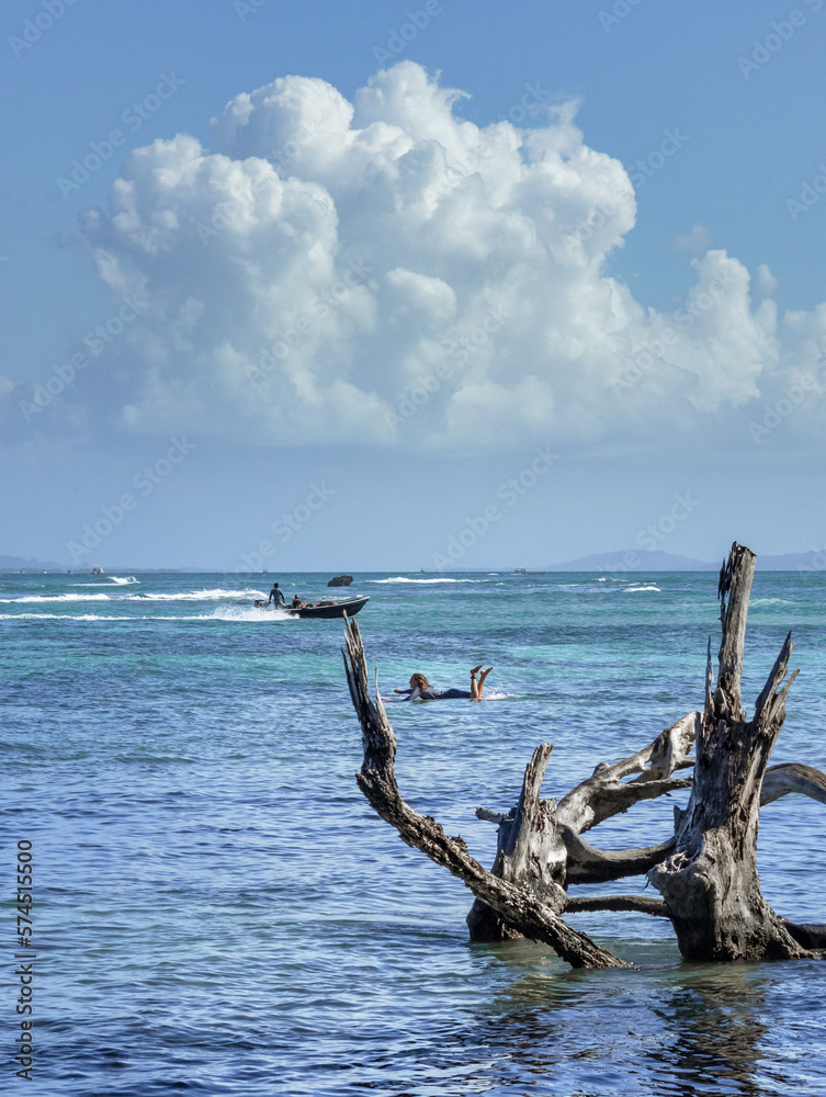 tree on the beach