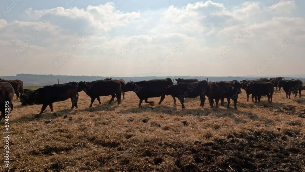 Beef cows in a field on a sunny day Beef cows in a field on a sunny day