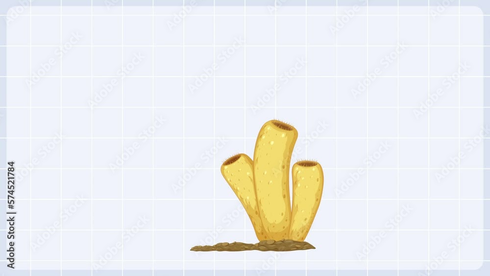 An animated guide to the sponge life cycle Stock 비디오 Adobe Stock