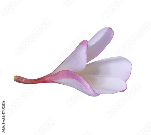 Plumeria or Frangipani or Temple tree flower. Close up of white-pink plumeria flowers isolated on transparent background. © Tonpong