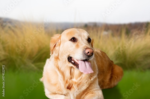 Cute young smart dog pet on outdoor