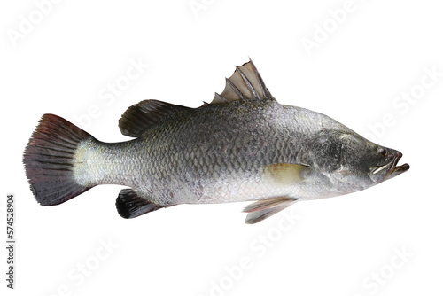 Barramundi fish or white sea bass isolated on white background.