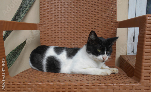 Black and white cat on the chair