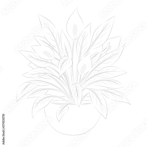 Spathiphyllum flower. Floral vector illustration. Isolated on white. Monochrome. Childrens coloring book. © leya1703100