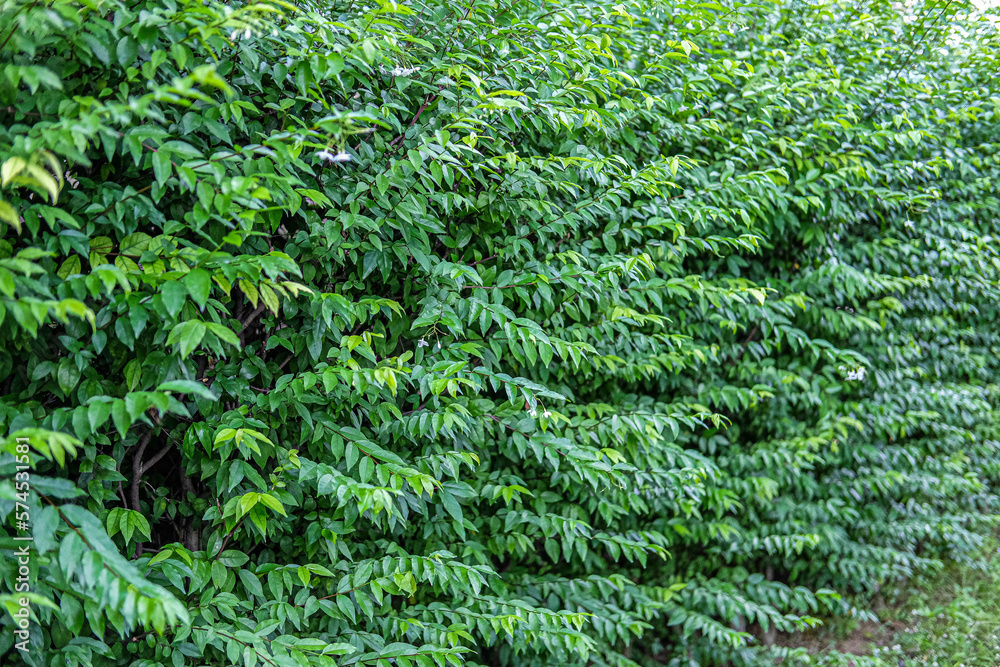 The green leaves looked refreshing.