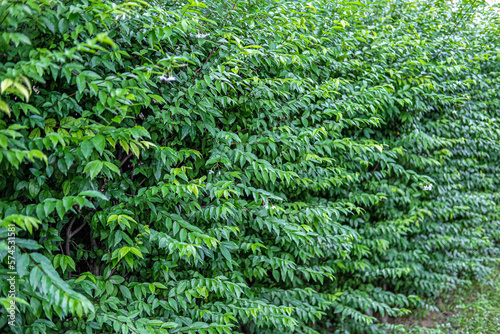 The green leaves looked refreshing.
