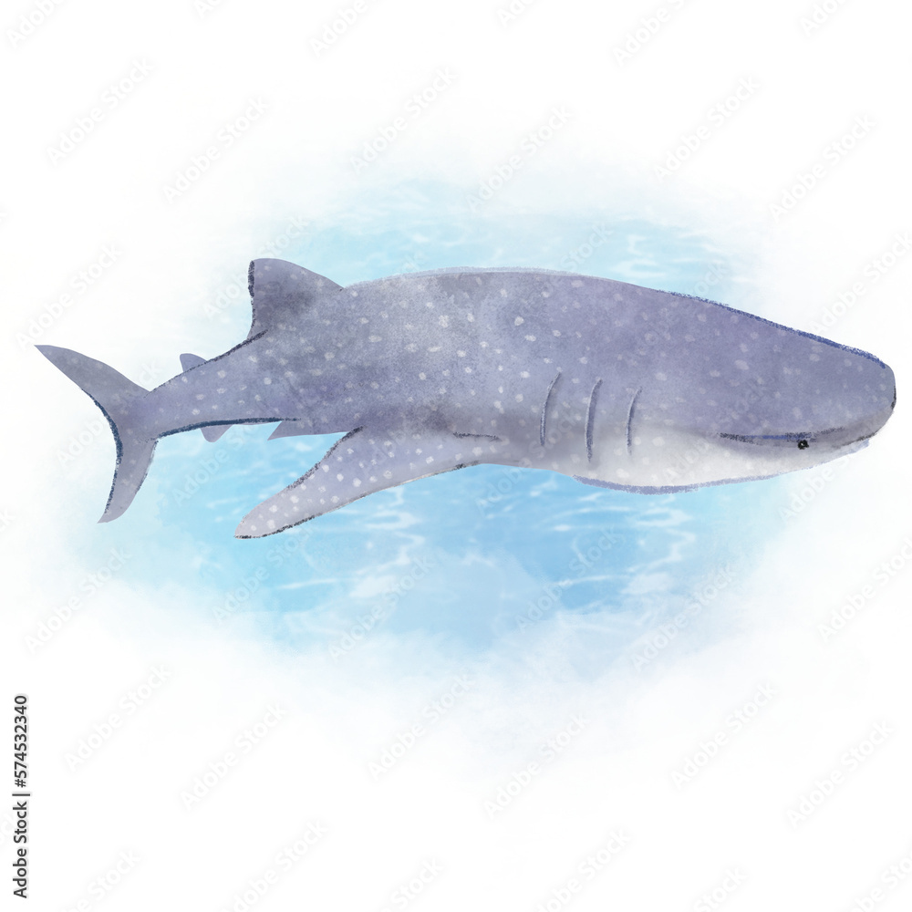 Fototapeta premium 상어 고래