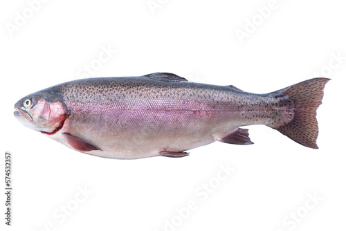Rainbow trout fish isolated on white background. Fresh wild trout isolated on a white with clipping path. Fresh whole rainbow trout. Empty space for text. Copy space.