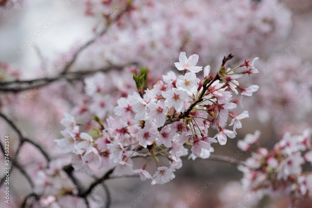桜の花 桜の花