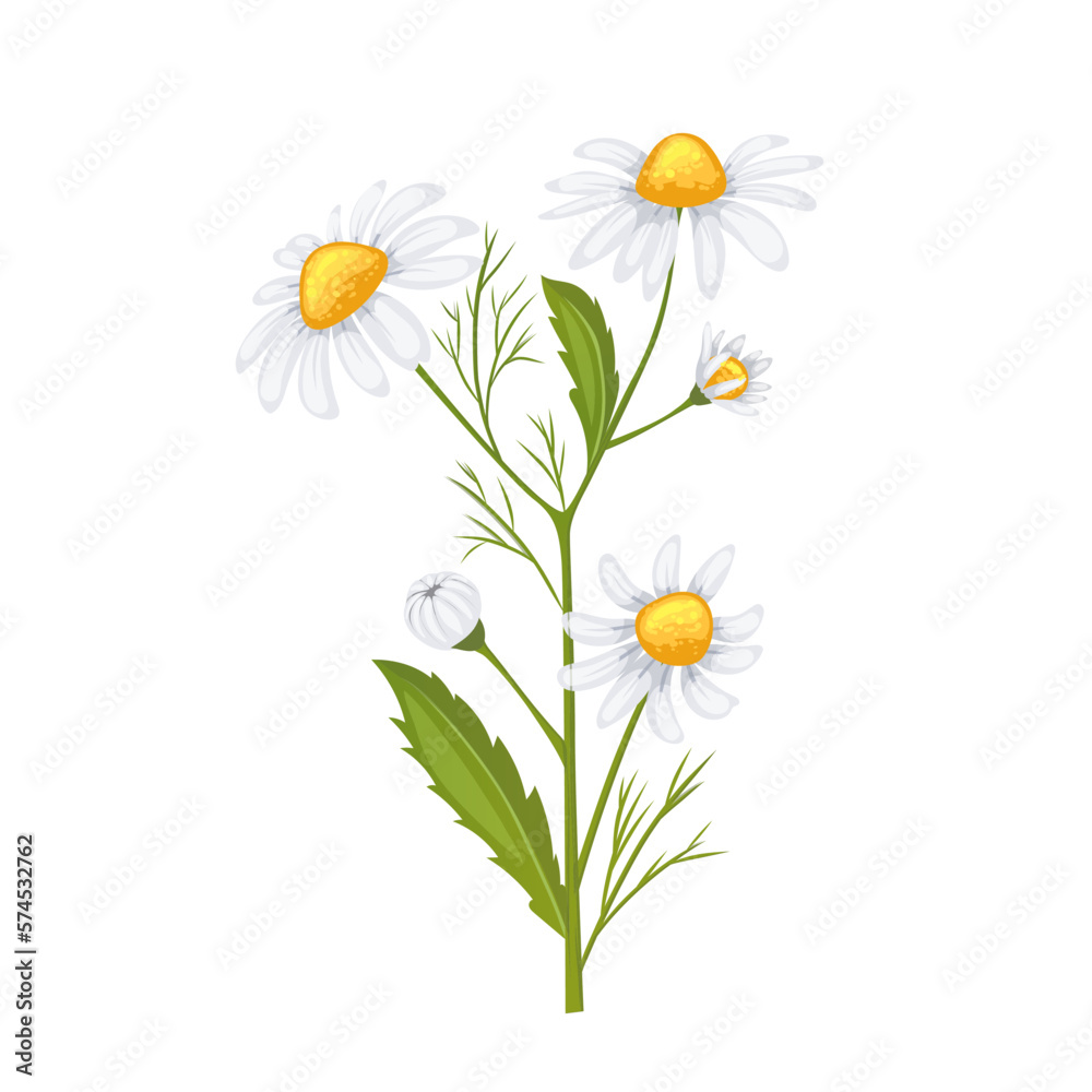 Fototapeta premium daisy flower summer cartoon vector illustration color sign