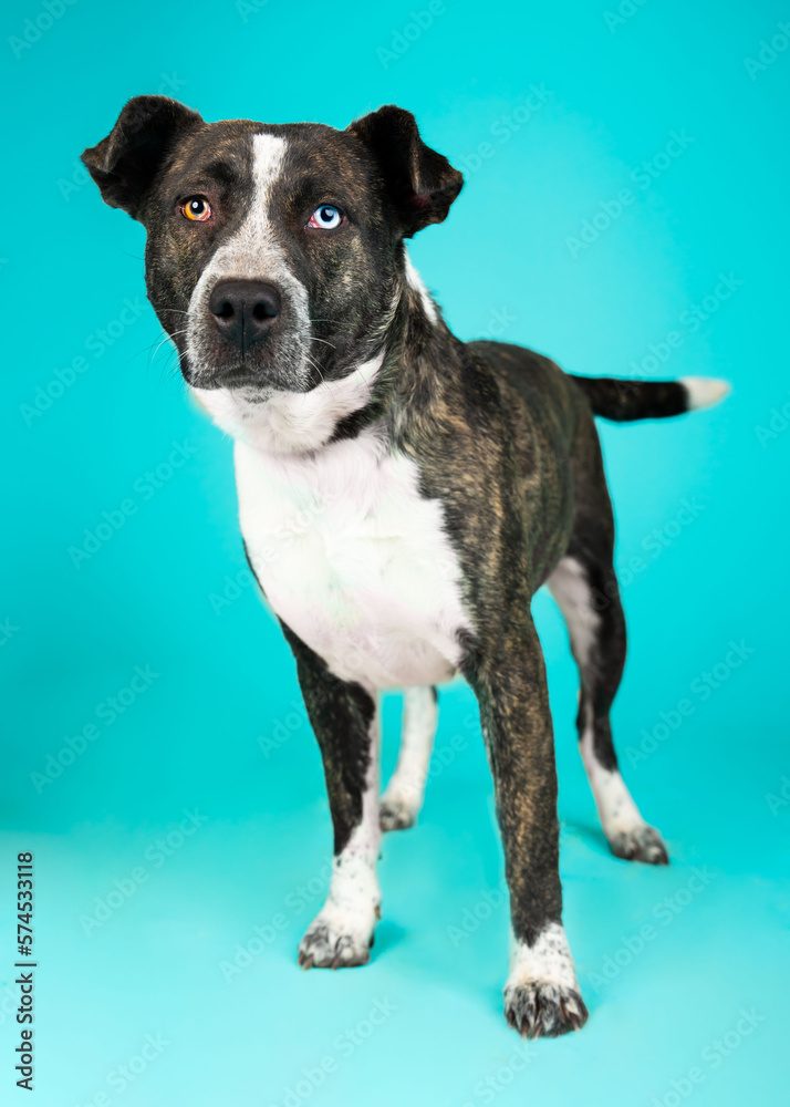 A dog posing for their adoption photo