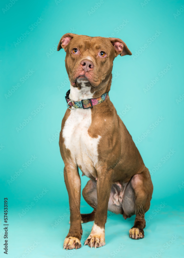 A dog posing for their adoption photo A dog posing for their adoption photo