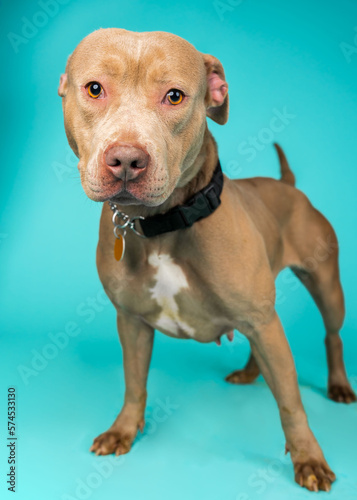 A dog posing for their adoption photo