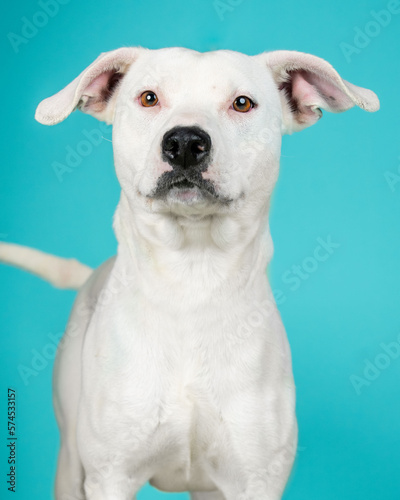 A dog posing for their adoption photo