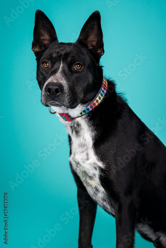 A dog posing for their adoption photo © Michael G 