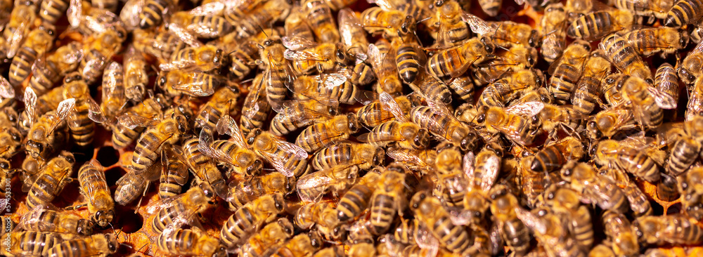 Beautiful honeycomb with bees close-up. A swarm of bees crawls through the combs collecting honey. Beekeeping, wholesome food for health. Beautiful honeycomb with bees close-up. A swarm of bees crawls through the combs collecting honey. Beekeeping, wholesome food for health.