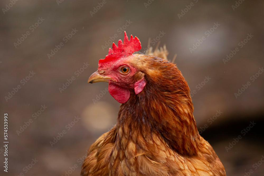 side-view of a red backyard chicken staring into the camera