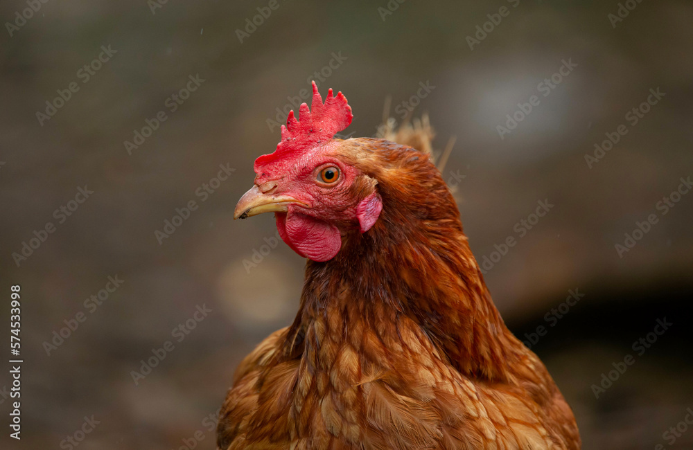 side-view of a red backyard chicken staring into the camera